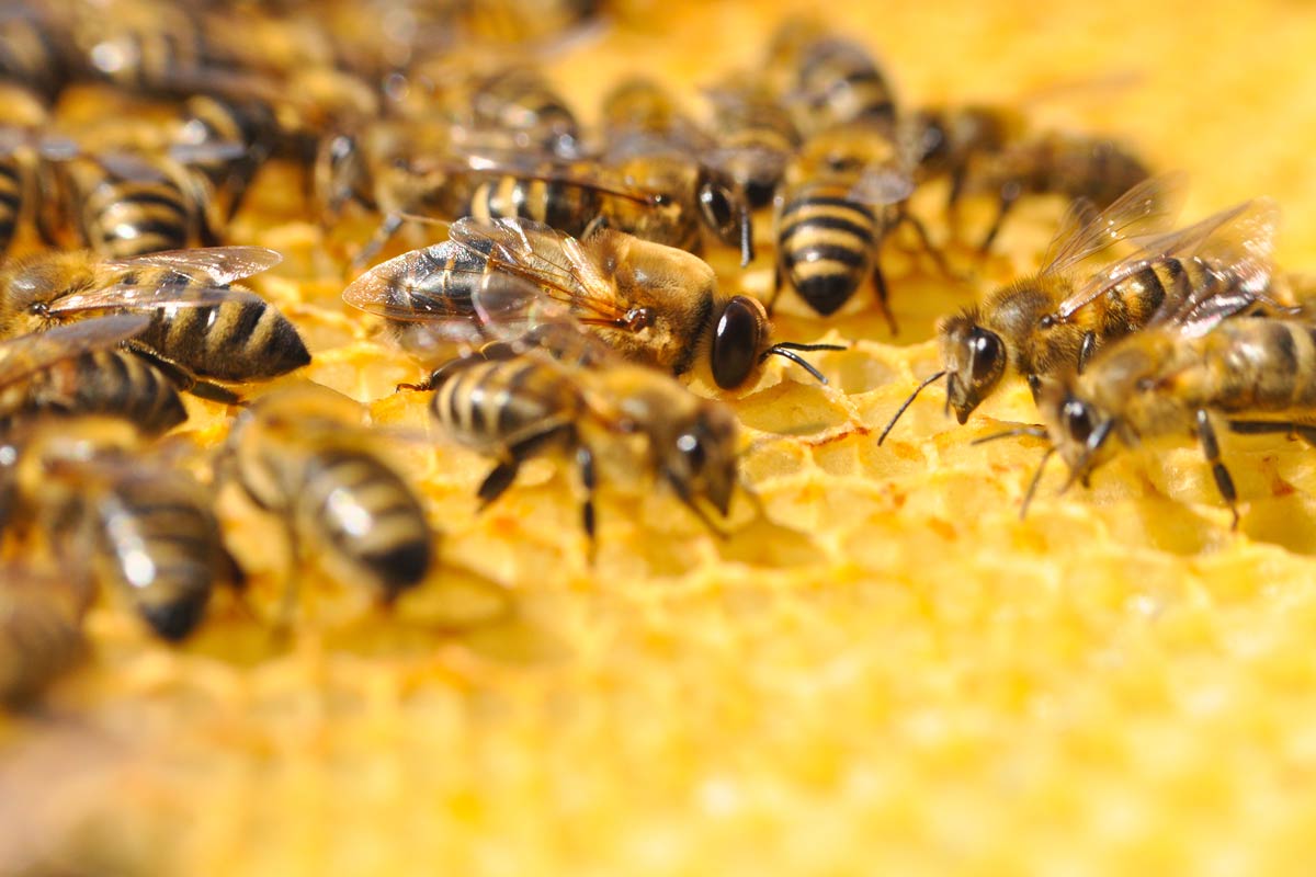 Conferència: Veritats, mentides i curiositats de les abelles